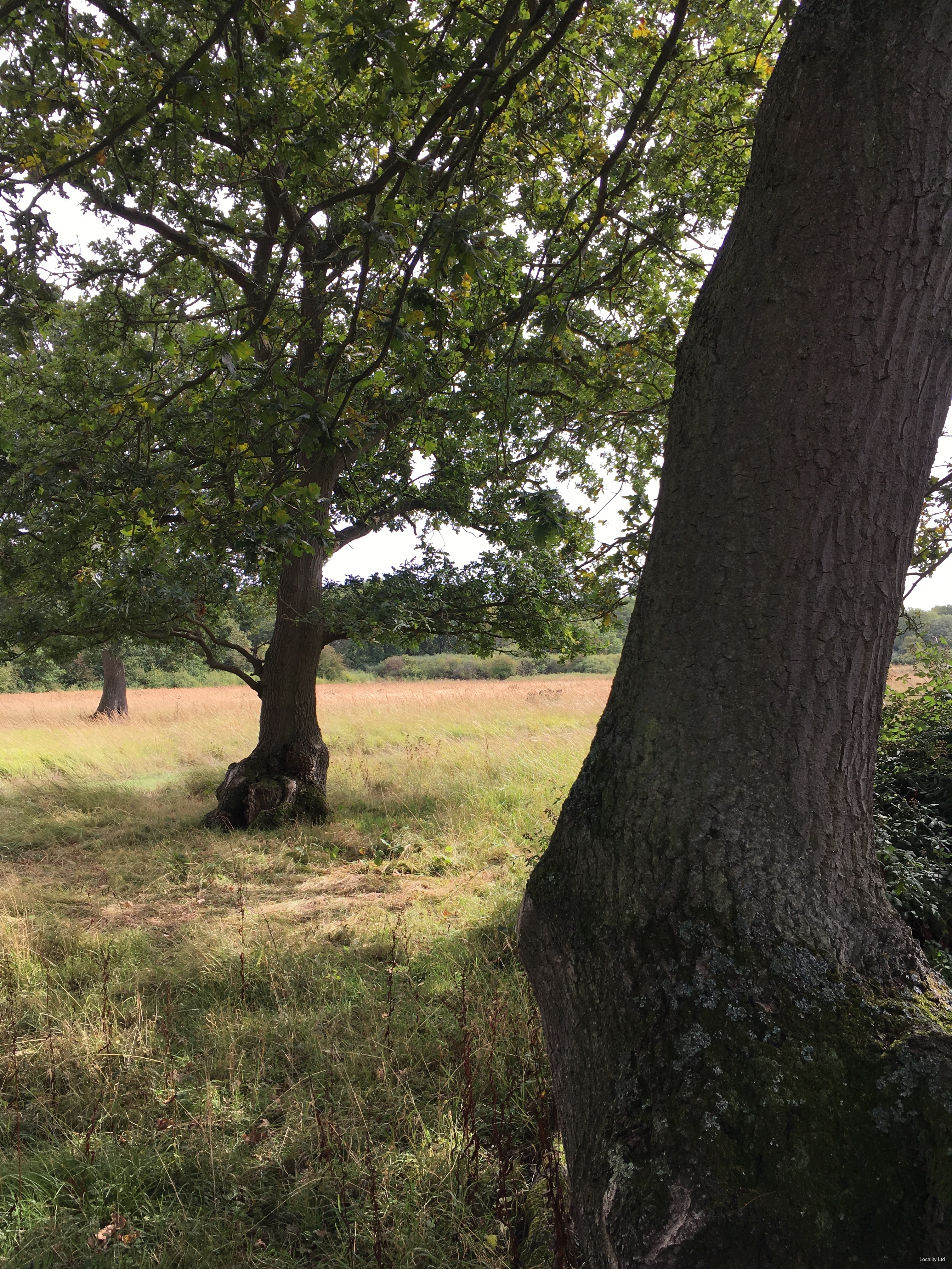 Ancient woodland, open grassland and overgrown scrub areas, and a few ponds. (Peterborough, Cambridgeshire)